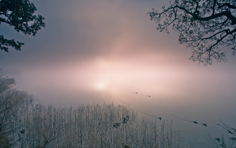 Ducks on a Misty Lake — Pink