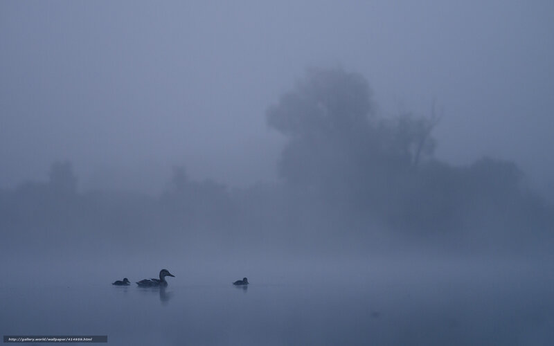 Ducks on a misty lake