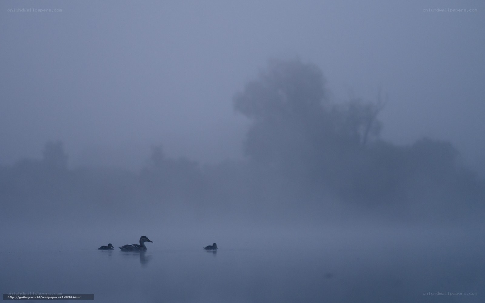 Ducks on a misty lake