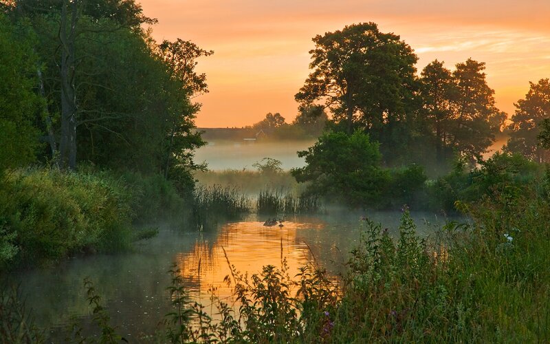 Ducks on a Misty Pond