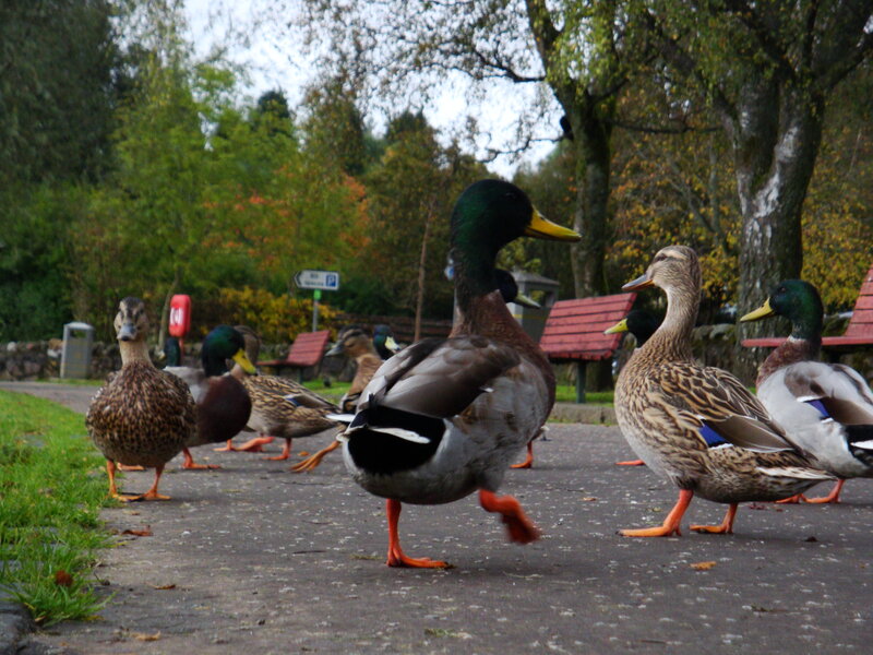ducks on a park path