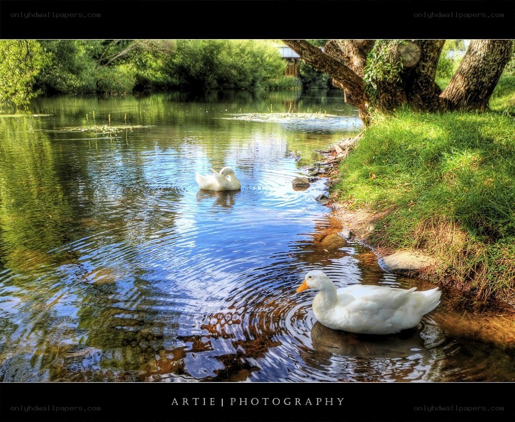 Ducks on a peaceful river