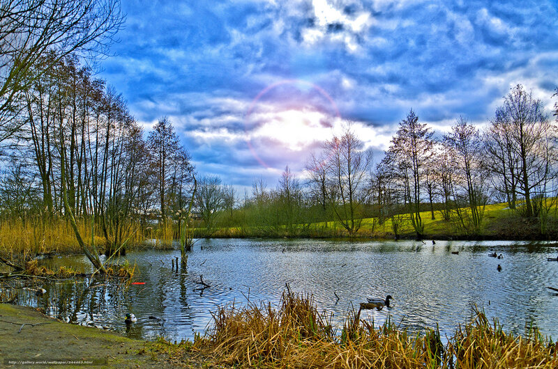 Ducks on a pond at sunset