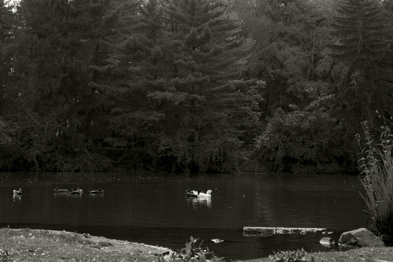 Ducks on a Pond — Black