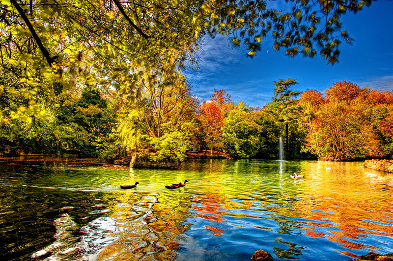 Ducks on a Pond — Blue