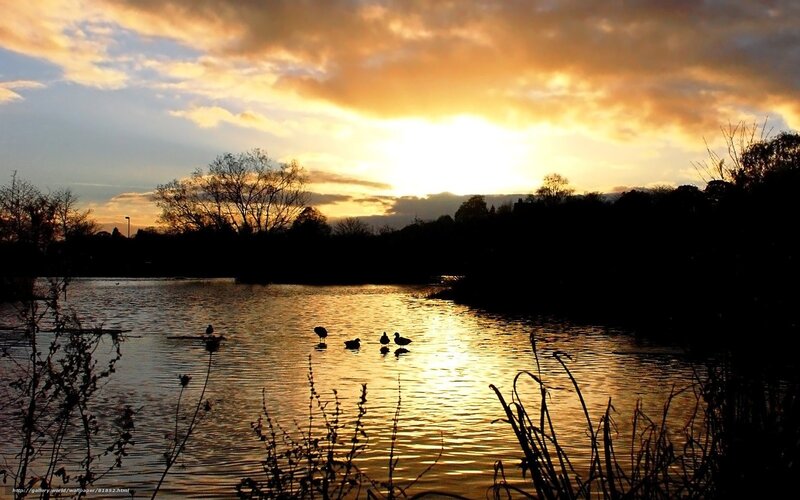 Ducks on a Pond — Gold