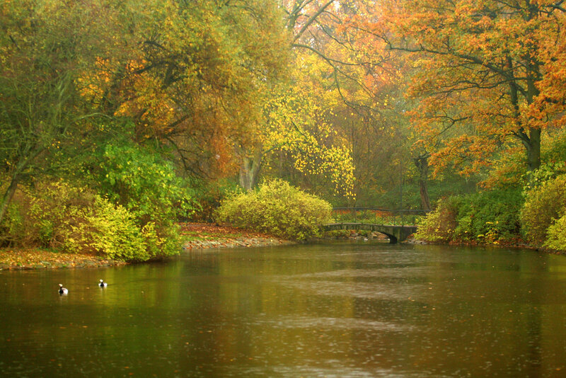 Ducks on a Pond — Green, Serene
