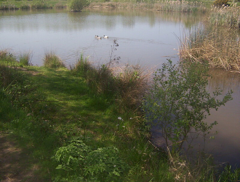 Ducks on a Pond — Green