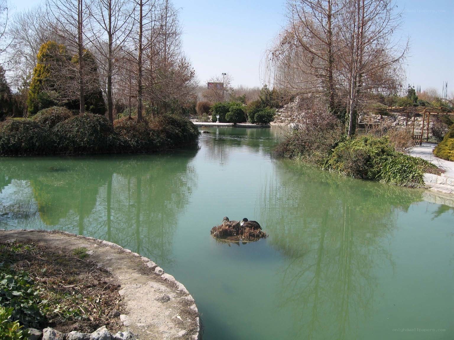 Ducks on a pond in a park