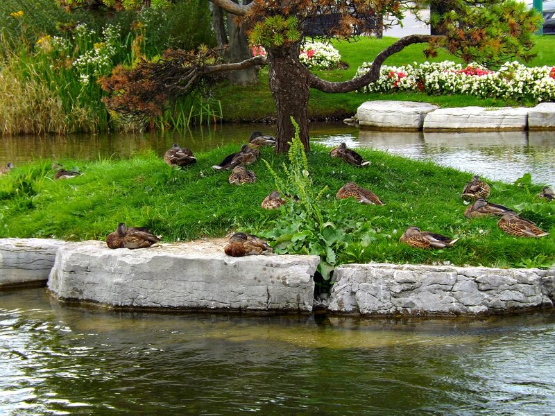 Ducks on a Pond Island