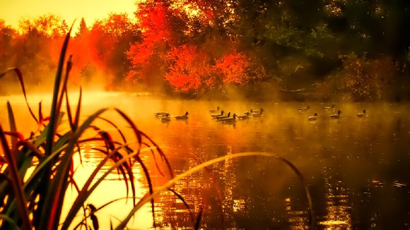 Ducks on a Pond — Orange, Serene