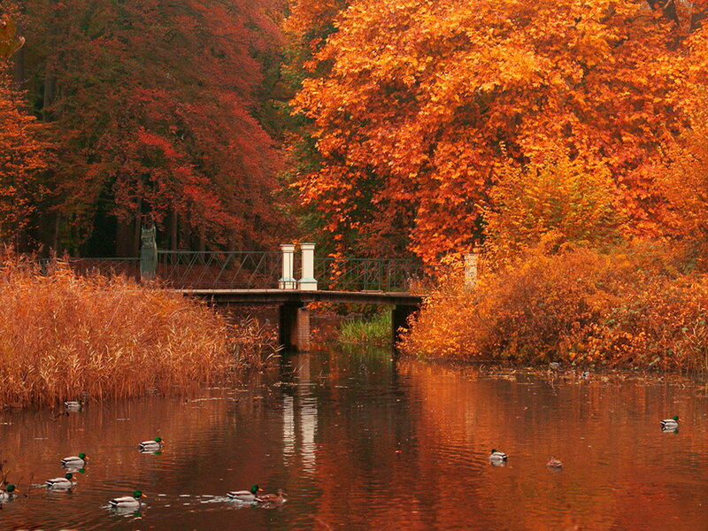 Ducks on a Pond — Orange