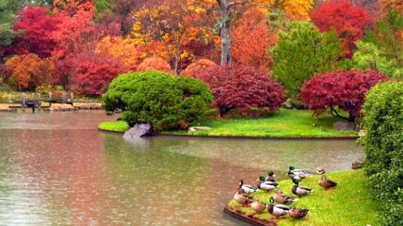 Ducks on a Pond — Red