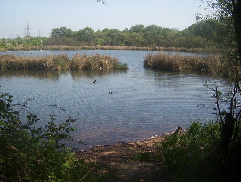 Ducks on a Pond