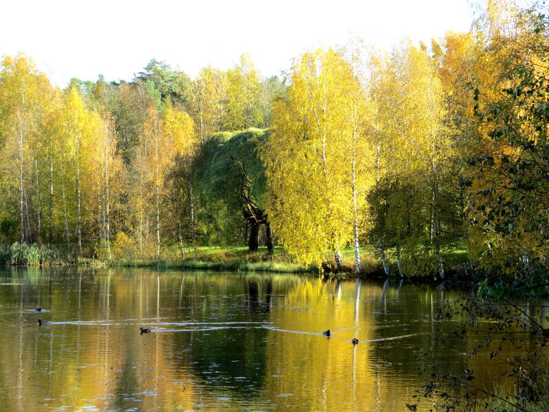 Ducks on a Pond — Yellow, Serene