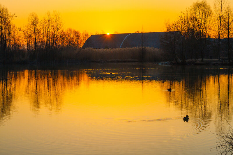 Ducks on a Pond — Yellow