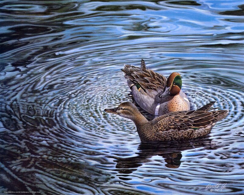 Ducks on a rippling pond