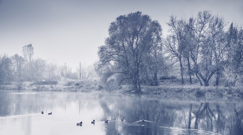 Ducks on a River — Blue