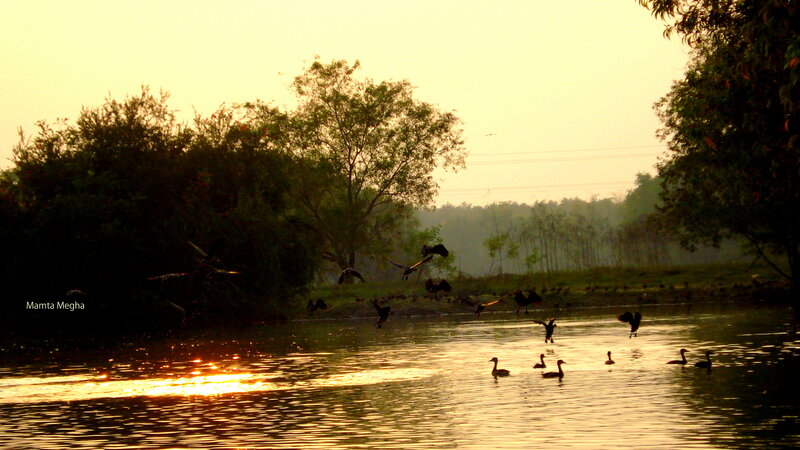 Ducks on a River — Gold, Serene