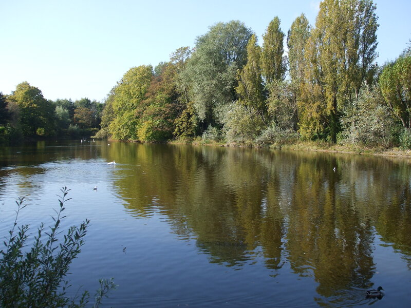 Ducks on a River — Green