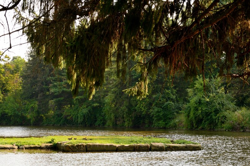 Ducks on a River Island