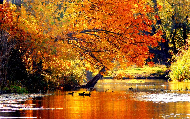 Ducks on a River — Orange