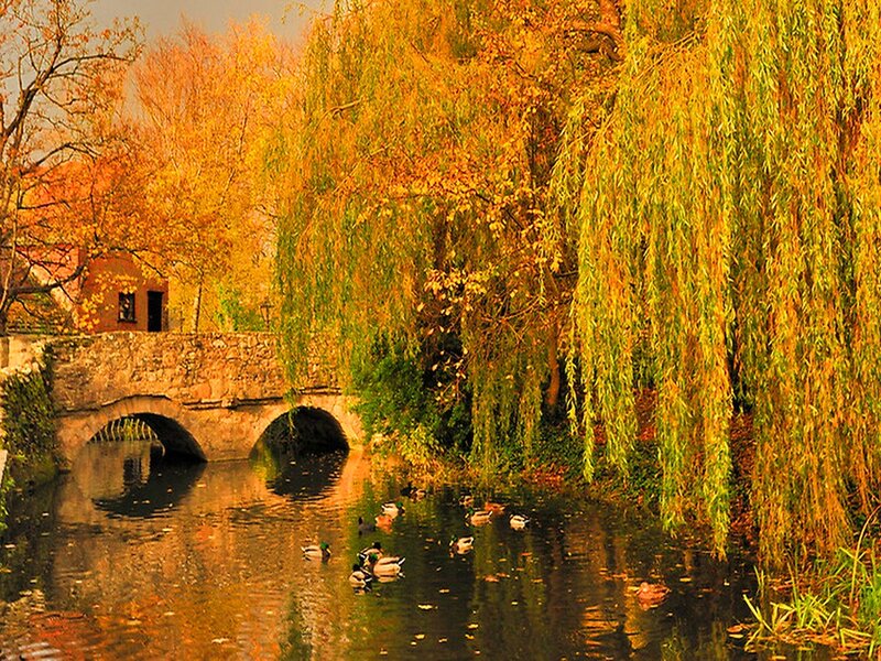 Ducks on a River