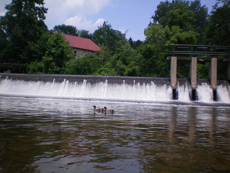 Ducks on a river with a dam