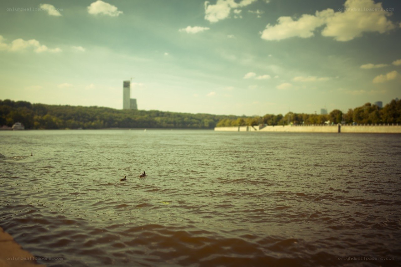 Ducks on a river with city skyline