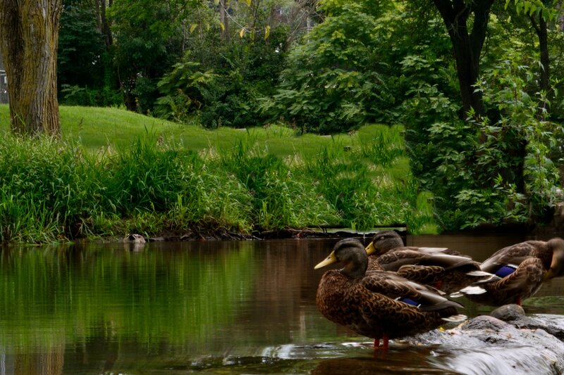 Ducks on a Riverbank
