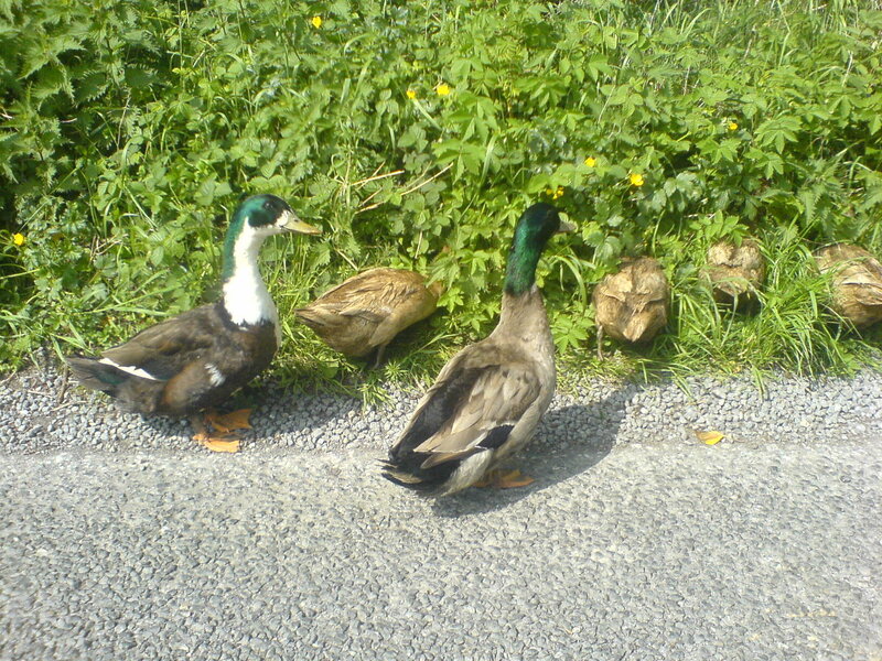 ducks on a roadside