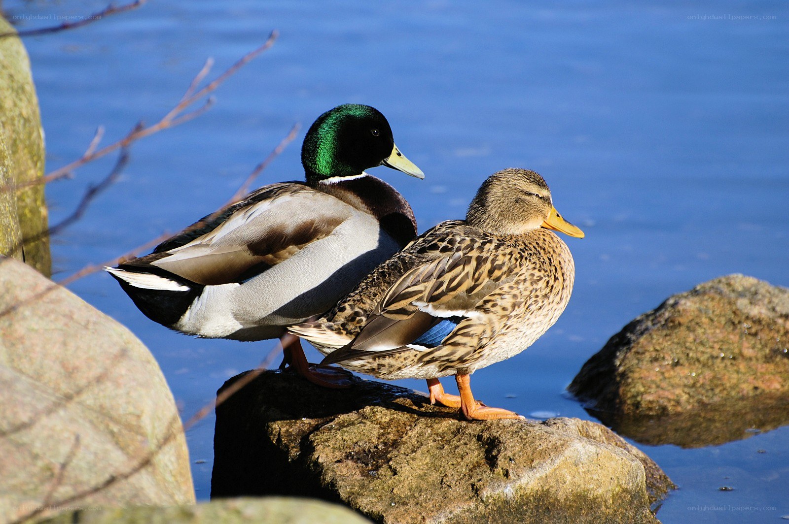 ducks on a rock by water