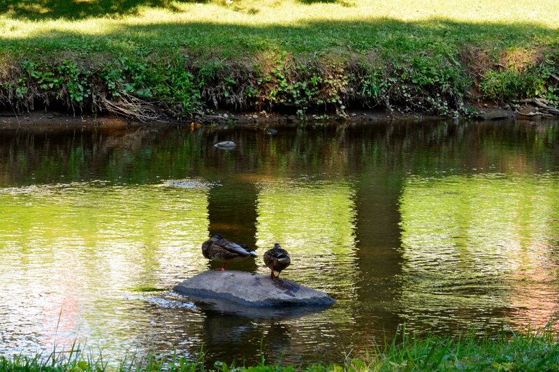 Ducks on a Rock — Green