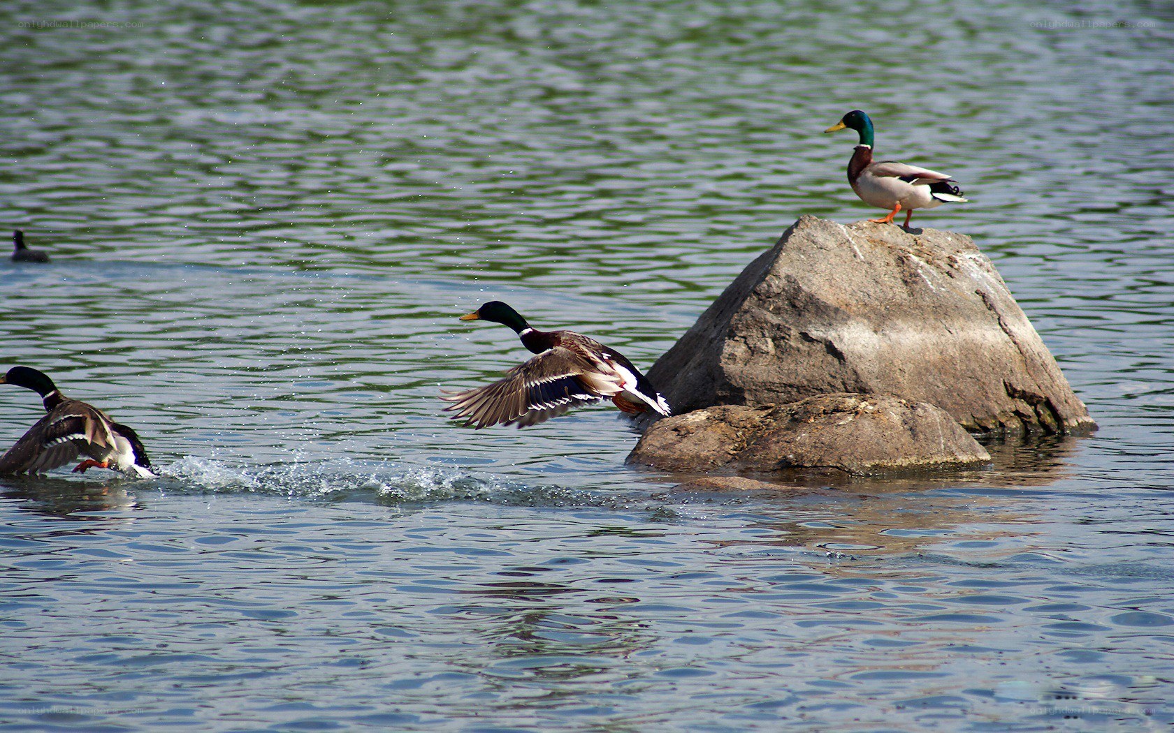 Ducks on a rock in water