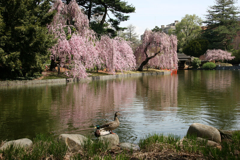 Ducks on a Rock