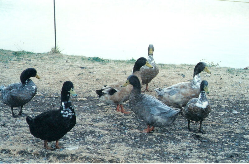 ducks on a shore