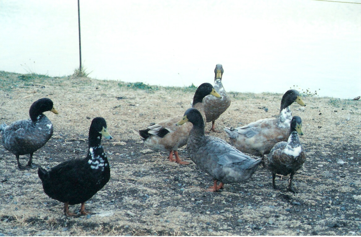 ducks on a shore