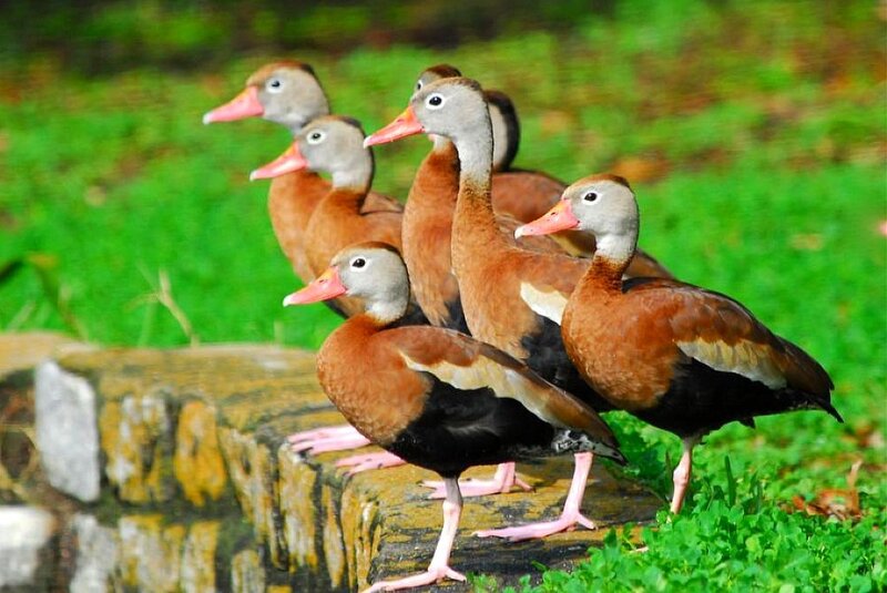 ducks on a stone wall