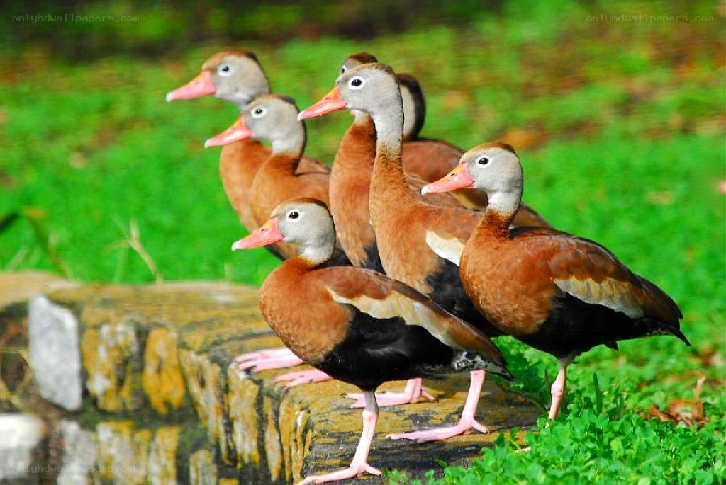 ducks on a stone wall