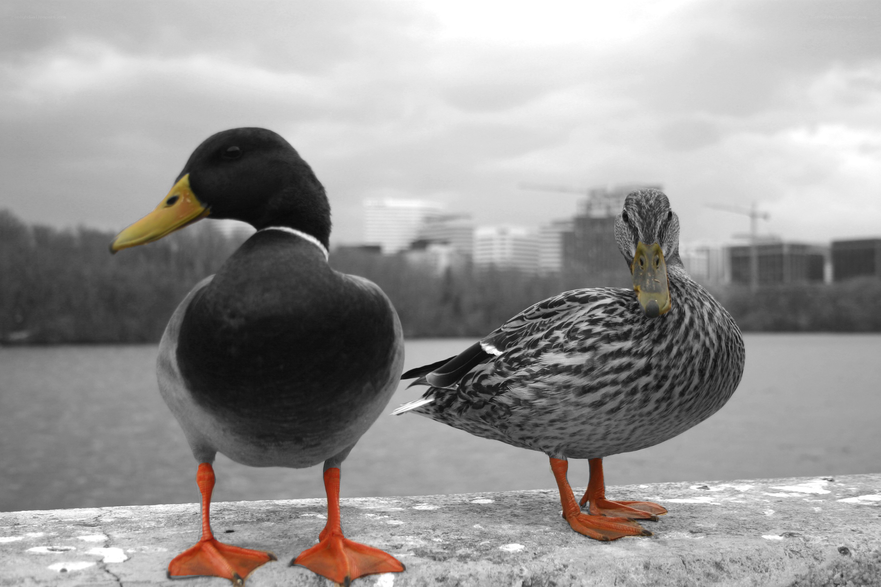 ducks on a wall