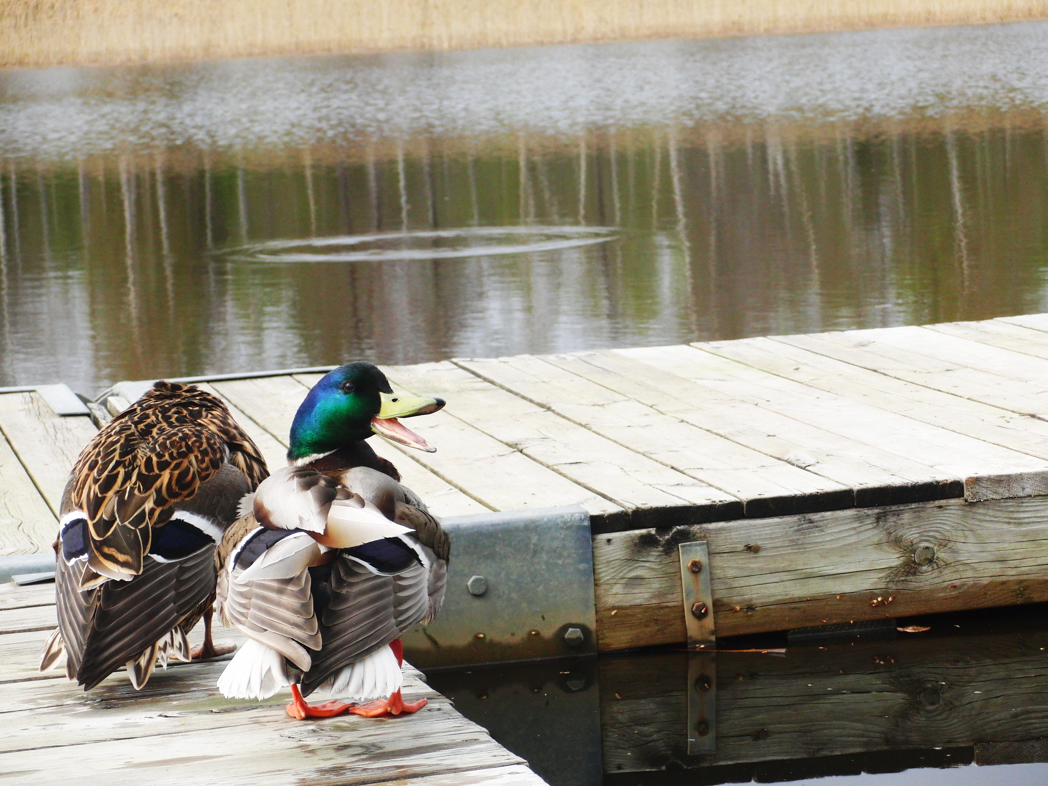 ducks on a wooden dock