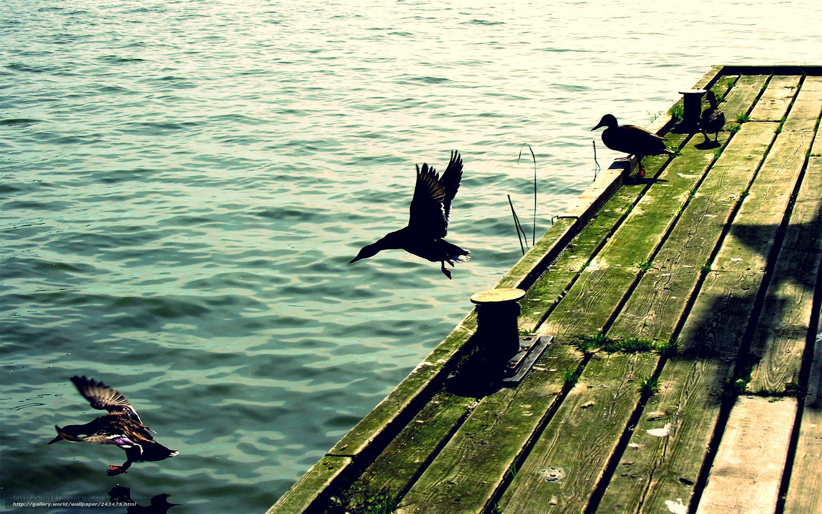 Ducks on a wooden dock