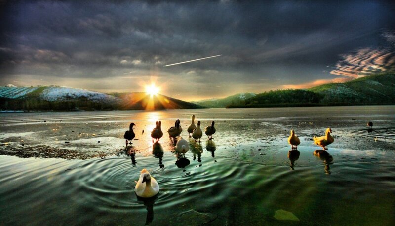 Ducks on Frozen Lake — Blue, Dramatic