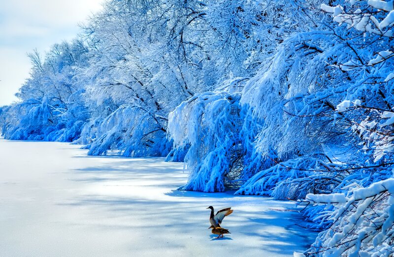Ducks on Frozen Lake — Blue, Serene