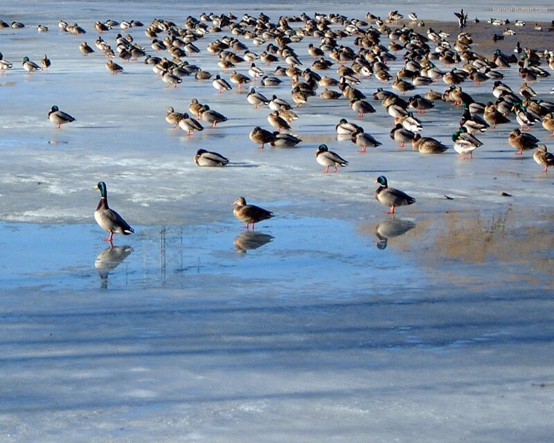 Ducks on Frozen Lake — Blue