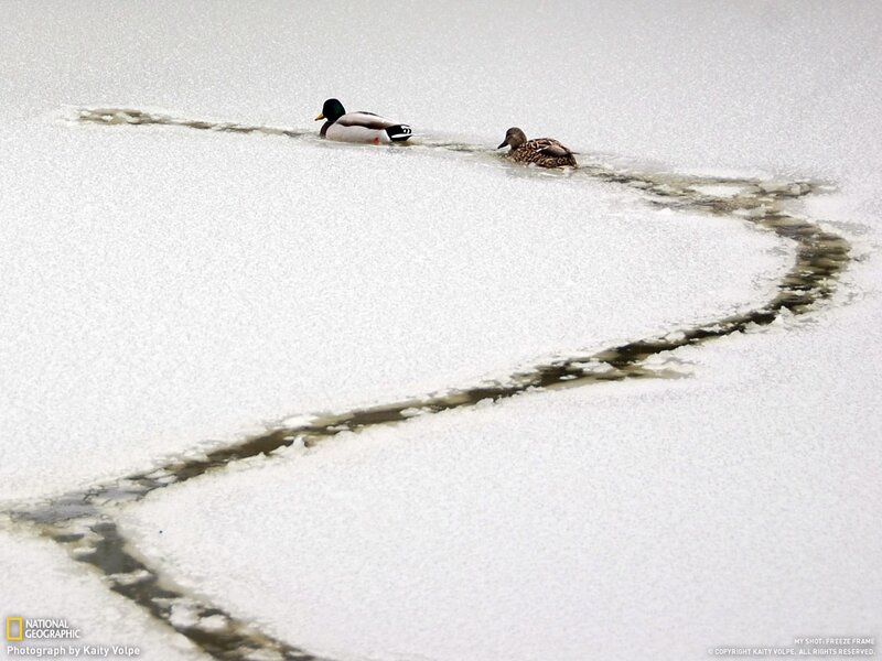 ducks on frozen lake