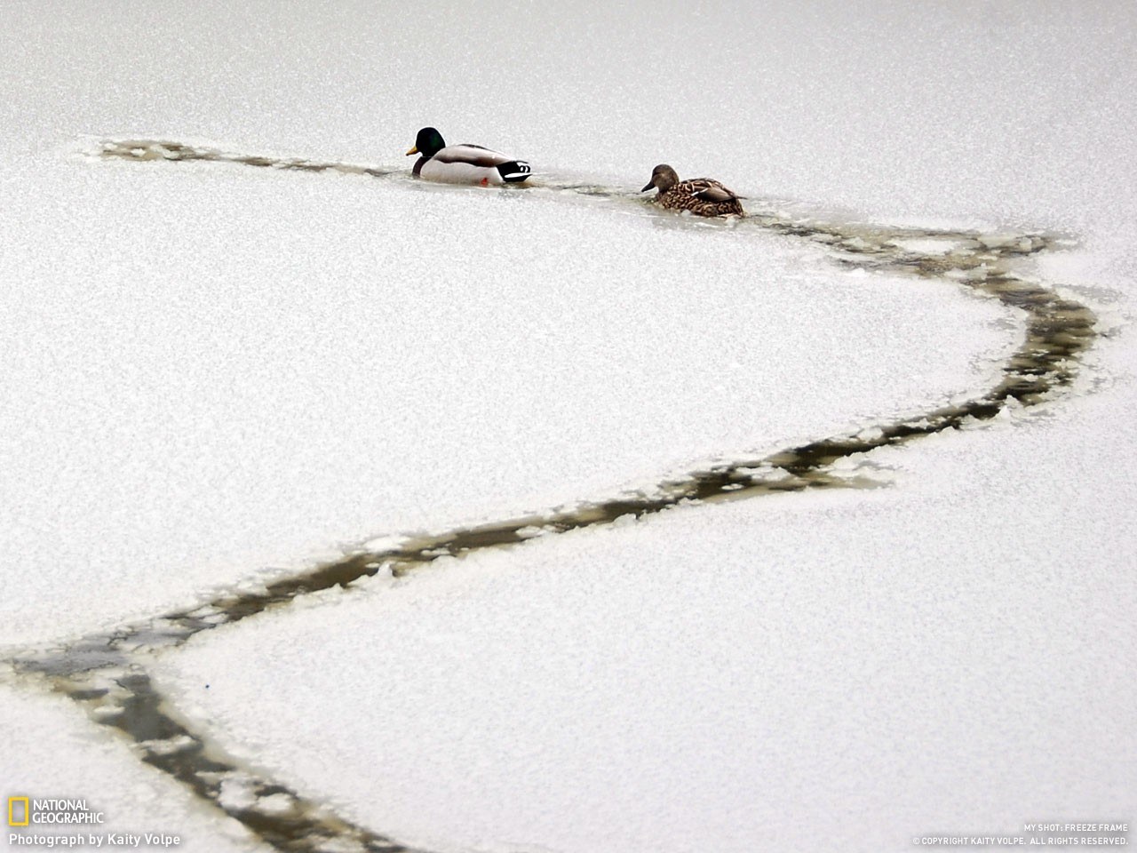ducks on frozen lake