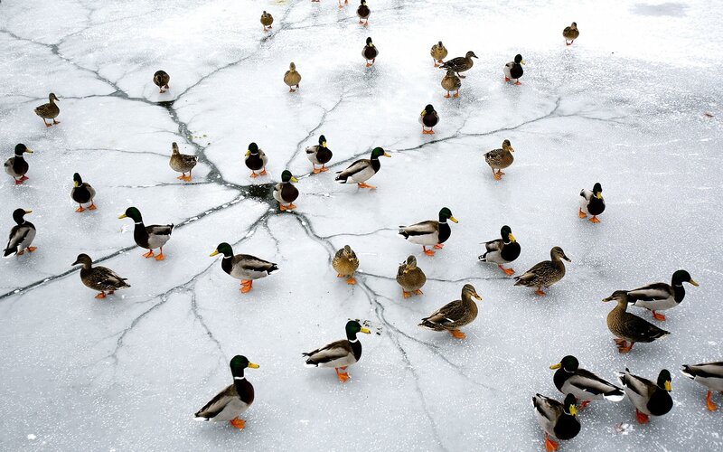 Ducks on Frozen Pond