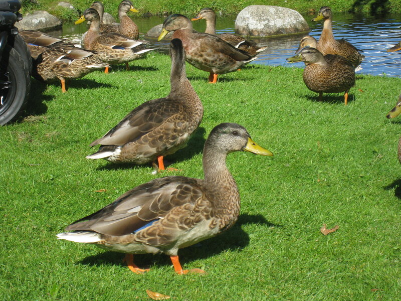 Ducks on Grass — Green