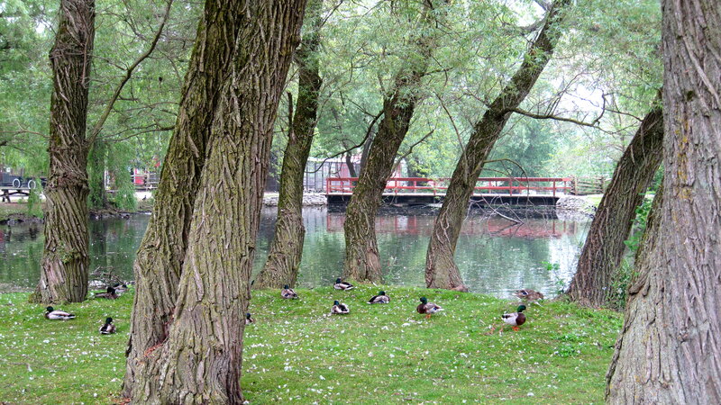 Ducks on Grass